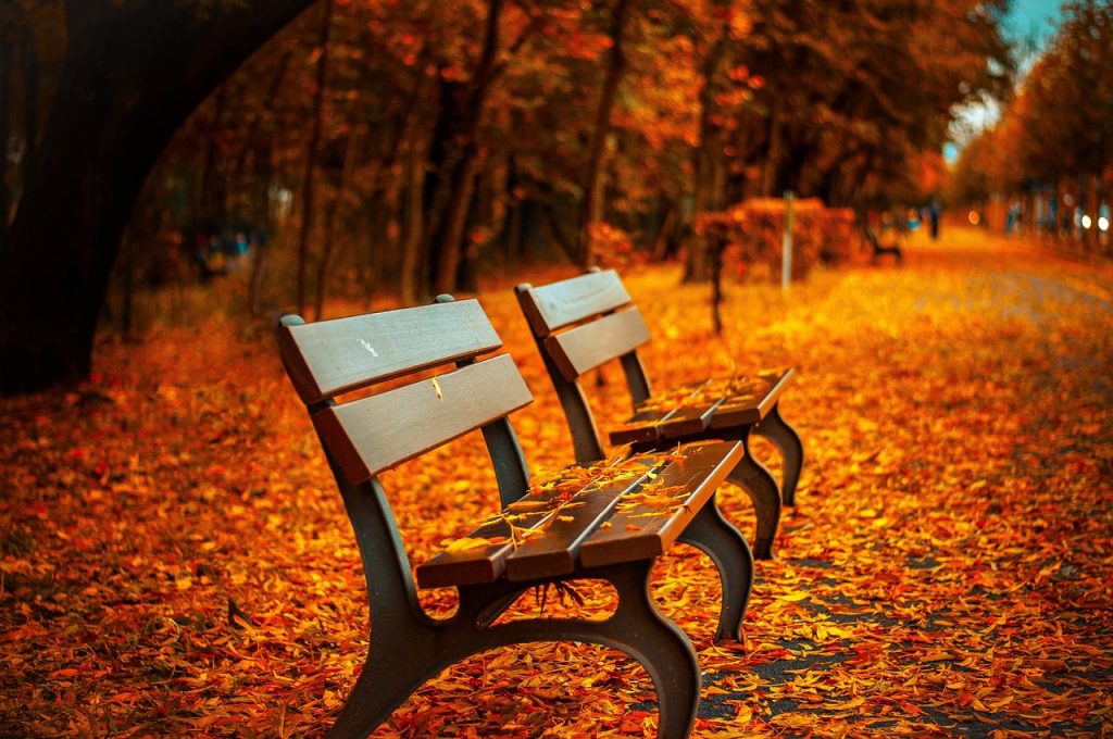 benches, autumn, park-560435.jpg